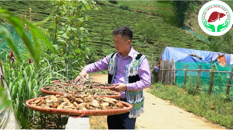 A Súa hái thuốc