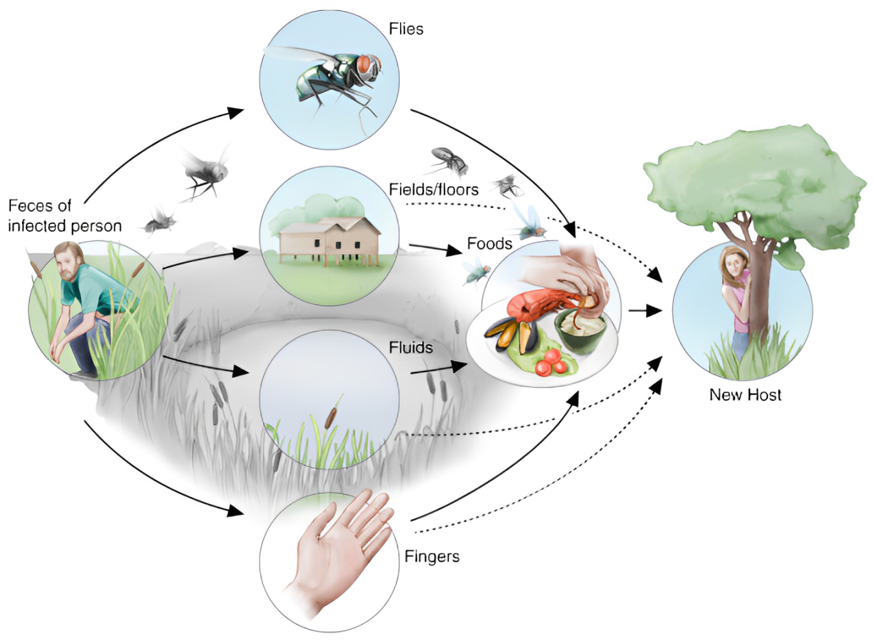 nguyên nhân gây ra viêm gan a
